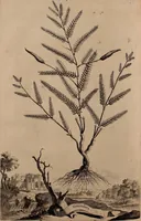 An illustration from Naauwkeurige beschryving der aardgewassen, waar in de veelerley aart en bijzondere eigenschappen der boomen, heesters, kruyden, bloemen, met haare vrugten, zaden, wortelen en bollen, neevens derzelver waare voort-teeling, gelukkige aanwinning, en heylzaame genees-krachten ... beschreeven worden; (1696)