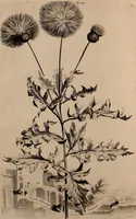An illustration from Naauwkeurige beschryving der aardgewassen, waar in de veelerley aart en bijzondere eigenschappen der boomen, heesters, kruyden, bloemen, met haare vrugten, zaden, wortelen en bollen, neevens derzelver waare voort-teeling, gelukkige aanwinning, en heylzaame genees-krachten ... beschreeven worden; (1696)