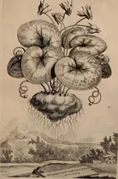 An illustration from Naauwkeurige beschryving der aardgewassen, waar in de veelerley aart en bijzondere eigenschappen der boomen, heesters, kruyden, bloemen, met haare vrugten, zaden, wortelen en bollen, neevens derzelver waare voort-teeling, gelukkige aanwinning, en heylzaame genees-krachten ... beschreeven worden; (1696)