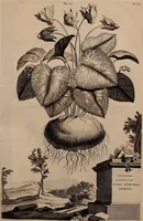 An illustration from Naauwkeurige beschryving der aardgewassen, waar in de veelerley aart en bijzondere eigenschappen der boomen, heesters, kruyden, bloemen, met haare vrugten, zaden, wortelen en bollen, neevens derzelver waare voort-teeling, gelukkige aanwinning, en heylzaame genees-krachten ... beschreeven worden; (1696)