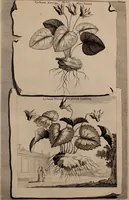 An illustration from Naauwkeurige beschryving der aardgewassen, waar in de veelerley aart en bijzondere eigenschappen der boomen, heesters, kruyden, bloemen, met haare vrugten, zaden, wortelen en bollen, neevens derzelver waare voort-teeling, gelukkige aanwinning, en heylzaame genees-krachten ... beschreeven worden; (1696)