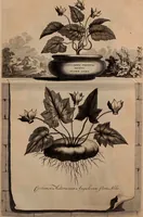 An illustration from Naauwkeurige beschryving der aardgewassen, waar in de veelerley aart en bijzondere eigenschappen der boomen, heesters, kruyden, bloemen, met haare vrugten, zaden, wortelen en bollen, neevens derzelver waare voort-teeling, gelukkige aanwinning, en heylzaame genees-krachten ... beschreeven worden; (1696)