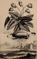An illustration from Naauwkeurige beschryving der aardgewassen, waar in de veelerley aart en bijzondere eigenschappen der boomen, heesters, kruyden, bloemen, met haare vrugten, zaden, wortelen en bollen, neevens derzelver waare voort-teeling, gelukkige aanwinning, en heylzaame genees-krachten ... beschreeven worden; (1696)