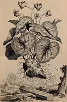 An illustration from Naauwkeurige beschryving der aardgewassen, waar in de veelerley aart en bijzondere eigenschappen der boomen, heesters, kruyden, bloemen, met haare vrugten, zaden, wortelen en bollen, neevens derzelver waare voort-teeling, gelukkige aanwinning, en heylzaame genees-krachten ... beschreeven worden; (1696)