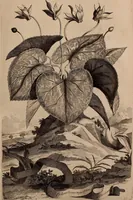 An illustration from Naauwkeurige beschryving der aardgewassen, waar in de veelerley aart en bijzondere eigenschappen der boomen, heesters, kruyden, bloemen, met haare vrugten, zaden, wortelen en bollen, neevens derzelver waare voort-teeling, gelukkige aanwinning, en heylzaame genees-krachten ... beschreeven worden; (1696)