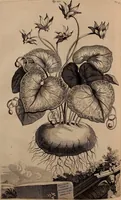 An illustration from Naauwkeurige beschryving der aardgewassen, waar in de veelerley aart en bijzondere eigenschappen der boomen, heesters, kruyden, bloemen, met haare vrugten, zaden, wortelen en bollen, neevens derzelver waare voort-teeling, gelukkige aanwinning, en heylzaame genees-krachten ... beschreeven worden; (1696)