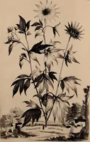 An illustration from Naauwkeurige beschryving der aardgewassen, waar in de veelerley aart en bijzondere eigenschappen der boomen, heesters, kruyden, bloemen, met haare vrugten, zaden, wortelen en bollen, neevens derzelver waare voort-teeling, gelukkige aanwinning, en heylzaame genees-krachten ... beschreeven worden; (1696)