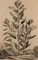 An illustration from Naauwkeurige beschryving der aardgewassen, waar in de veelerley aart en bijzondere eigenschappen der boomen, heesters, kruyden, bloemen, met haare vrugten, zaden, wortelen en bollen, neevens derzelver waare voort-teeling, gelukkige aanwinning, en heylzaame genees-krachten ... beschreeven worden; (1696)