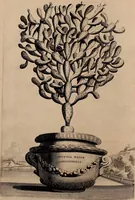An illustration from Naauwkeurige beschryving der aardgewassen, waar in de veelerley aart en bijzondere eigenschappen der boomen, heesters, kruyden, bloemen, met haare vrugten, zaden, wortelen en bollen, neevens derzelver waare voort-teeling, gelukkige aanwinning, en heylzaame genees-krachten ... beschreeven worden; (1696)