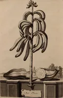 An illustration from Naauwkeurige beschryving der aardgewassen, waar in de veelerley aart en bijzondere eigenschappen der boomen, heesters, kruyden, bloemen, met haare vrugten, zaden, wortelen en bollen, neevens derzelver waare voort-teeling, gelukkige aanwinning, en heylzaame genees-krachten ... beschreeven worden; (1696)