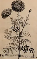 An illustration from Naauwkeurige beschryving der aardgewassen, waar in de veelerley aart en bijzondere eigenschappen der boomen, heesters, kruyden, bloemen, met haare vrugten, zaden, wortelen en bollen, neevens derzelver waare voort-teeling, gelukkige aanwinning, en heylzaame genees-krachten ... beschreeven worden; (1696)
