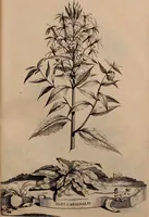 An illustration from Naauwkeurige beschryving der aardgewassen, waar in de veelerley aart en bijzondere eigenschappen der boomen, heesters, kruyden, bloemen, met haare vrugten, zaden, wortelen en bollen, neevens derzelver waare voort-teeling, gelukkige aanwinning, en heylzaame genees-krachten ... beschreeven worden; (1696)