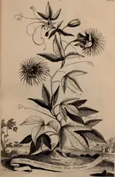 An illustration from Naauwkeurige beschryving der aardgewassen, waar in de veelerley aart en bijzondere eigenschappen der boomen, heesters, kruyden, bloemen, met haare vrugten, zaden, wortelen en bollen, neevens derzelver waare voort-teeling, gelukkige aanwinning, en heylzaame genees-krachten ... beschreeven worden; (1696)