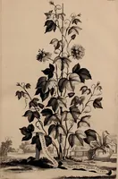 An illustration from Naauwkeurige beschryving der aardgewassen, waar in de veelerley aart en bijzondere eigenschappen der boomen, heesters, kruyden, bloemen, met haare vrugten, zaden, wortelen en bollen, neevens derzelver waare voort-teeling, gelukkige aanwinning, en heylzaame genees-krachten ... beschreeven worden; (1696)