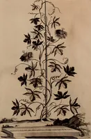 An illustration from Naauwkeurige beschryving der aardgewassen, waar in de veelerley aart en bijzondere eigenschappen der boomen, heesters, kruyden, bloemen, met haare vrugten, zaden, wortelen en bollen, neevens derzelver waare voort-teeling, gelukkige aanwinning, en heylzaame genees-krachten ... beschreeven worden; (1696)