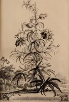 An illustration from Naauwkeurige beschryving der aardgewassen, waar in de veelerley aart en bijzondere eigenschappen der boomen, heesters, kruyden, bloemen, met haare vrugten, zaden, wortelen en bollen, neevens derzelver waare voort-teeling, gelukkige aanwinning, en heylzaame genees-krachten ... beschreeven worden; (1696)