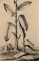 Picture 16 of 195 from Naauwkeurige beschryving der aardgewassen, waar in de veelerley aart en bijzondere eigenschappen der boomen, heesters, kruyden, bloemen, met haare vrugten, zaden, wortelen en bollen, neevens derzelver waare voort-teeling, gelukkige aanwinning, en heylzaame genees-krachten ... beschreeven worden; (1696), leaf 67
