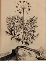 Picture 180 of 195 from Naauwkeurige beschryving der aardgewassen, waar in de veelerley aart en bijzondere eigenschappen der boomen, heesters, kruyden, bloemen, met haare vrugten, zaden, wortelen en bollen, neevens derzelver waare voort-teeling, gelukkige aanwinning, en heylzaame genees-krachten ... beschreeven worden; (1696), leaf 676