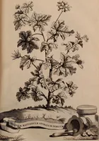 An illustration from Naauwkeurige beschryving der aardgewassen, waar in de veelerley aart en bijzondere eigenschappen der boomen, heesters, kruyden, bloemen, met haare vrugten, zaden, wortelen en bollen, neevens derzelver waare voort-teeling, gelukkige aanwinning, en heylzaame genees-krachten ... beschreeven worden; (1696)