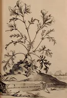 An illustration from Naauwkeurige beschryving der aardgewassen, waar in de veelerley aart en bijzondere eigenschappen der boomen, heesters, kruyden, bloemen, met haare vrugten, zaden, wortelen en bollen, neevens derzelver waare voort-teeling, gelukkige aanwinning, en heylzaame genees-krachten ... beschreeven worden; (1696)