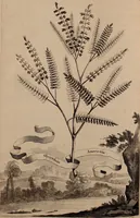 An illustration from Naauwkeurige beschryving der aardgewassen, waar in de veelerley aart en bijzondere eigenschappen der boomen, heesters, kruyden, bloemen, met haare vrugten, zaden, wortelen en bollen, neevens derzelver waare voort-teeling, gelukkige aanwinning, en heylzaame genees-krachten ... beschreeven worden; (1696)