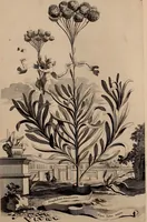 An illustration from Naauwkeurige beschryving der aardgewassen, waar in de veelerley aart en bijzondere eigenschappen der boomen, heesters, kruyden, bloemen, met haare vrugten, zaden, wortelen en bollen, neevens derzelver waare voort-teeling, gelukkige aanwinning, en heylzaame genees-krachten ... beschreeven worden; (1696)