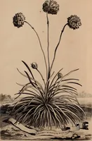 Picture 188 of 195 from Naauwkeurige beschryving der aardgewassen, waar in de veelerley aart en bijzondere eigenschappen der boomen, heesters, kruyden, bloemen, met haare vrugten, zaden, wortelen en bollen, neevens derzelver waare voort-teeling, gelukkige aanwinning, en heylzaame genees-krachten ... beschreeven worden; (1696), leaf 699