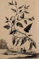 An illustration from Naauwkeurige beschryving der aardgewassen, waar in de veelerley aart en bijzondere eigenschappen der boomen, heesters, kruyden, bloemen, met haare vrugten, zaden, wortelen en bollen, neevens derzelver waare voort-teeling, gelukkige aanwinning, en heylzaame genees-krachten ... beschreeven worden; (1696)