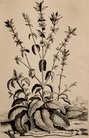 An illustration from Naauwkeurige beschryving der aardgewassen, waar in de veelerley aart en bijzondere eigenschappen der boomen, heesters, kruyden, bloemen, met haare vrugten, zaden, wortelen en bollen, neevens derzelver waare voort-teeling, gelukkige aanwinning, en heylzaame genees-krachten ... beschreeven worden; (1696)
