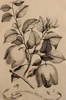 An illustration from Naauwkeurige beschryving der aardgewassen, waar in de veelerley aart en bijzondere eigenschappen der boomen, heesters, kruyden, bloemen, met haare vrugten, zaden, wortelen en bollen, neevens derzelver waare voort-teeling, gelukkige aanwinning, en heylzaame genees-krachten ... beschreeven worden; (1696)