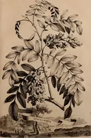 An illustration from Naauwkeurige beschryving der aardgewassen, waar in de veelerley aart en bijzondere eigenschappen der boomen, heesters, kruyden, bloemen, met haare vrugten, zaden, wortelen en bollen, neevens derzelver waare voort-teeling, gelukkige aanwinning, en heylzaame genees-krachten ... beschreeven worden; (1696)