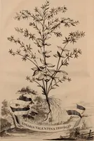 An illustration from Naauwkeurige beschryving der aardgewassen, waar in de veelerley aart en bijzondere eigenschappen der boomen, heesters, kruyden, bloemen, met haare vrugten, zaden, wortelen en bollen, neevens derzelver waare voort-teeling, gelukkige aanwinning, en heylzaame genees-krachten ... beschreeven worden; (1696)