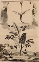 An illustration from Naauwkeurige beschryving der aardgewassen, waar in de veelerley aart en bijzondere eigenschappen der boomen, heesters, kruyden, bloemen, met haare vrugten, zaden, wortelen en bollen, neevens derzelver waare voort-teeling, gelukkige aanwinning, en heylzaame genees-krachten ... beschreeven worden; (1696)
