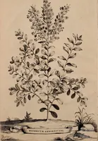 An illustration from Naauwkeurige beschryving der aardgewassen, waar in de veelerley aart en bijzondere eigenschappen der boomen, heesters, kruyden, bloemen, met haare vrugten, zaden, wortelen en bollen, neevens derzelver waare voort-teeling, gelukkige aanwinning, en heylzaame genees-krachten ... beschreeven worden; (1696)