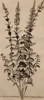 An illustration from Naauwkeurige beschryving der aardgewassen, waar in de veelerley aart en bijzondere eigenschappen der boomen, heesters, kruyden, bloemen, met haare vrugten, zaden, wortelen en bollen, neevens derzelver waare voort-teeling, gelukkige aanwinning, en heylzaame genees-krachten ... beschreeven worden; (1696)