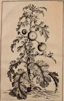An illustration from Naauwkeurige beschryving der aardgewassen, waar in de veelerley aart en bijzondere eigenschappen der boomen, heesters, kruyden, bloemen, met haare vrugten, zaden, wortelen en bollen, neevens derzelver waare voort-teeling, gelukkige aanwinning, en heylzaame genees-krachten ... beschreeven worden; (1696)