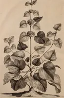 An illustration from Naauwkeurige beschryving der aardgewassen, waar in de veelerley aart en bijzondere eigenschappen der boomen, heesters, kruyden, bloemen, met haare vrugten, zaden, wortelen en bollen, neevens derzelver waare voort-teeling, gelukkige aanwinning, en heylzaame genees-krachten ... beschreeven worden; (1696)