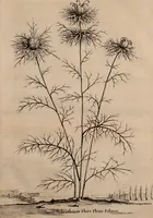An illustration from Naauwkeurige beschryving der aardgewassen, waar in de veelerley aart en bijzondere eigenschappen der boomen, heesters, kruyden, bloemen, met haare vrugten, zaden, wortelen en bollen, neevens derzelver waare voort-teeling, gelukkige aanwinning, en heylzaame genees-krachten ... beschreeven worden; (1696)