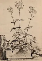 An illustration from Naauwkeurige beschryving der aardgewassen, waar in de veelerley aart en bijzondere eigenschappen der boomen, heesters, kruyden, bloemen, met haare vrugten, zaden, wortelen en bollen, neevens derzelver waare voort-teeling, gelukkige aanwinning, en heylzaame genees-krachten ... beschreeven worden; (1696)