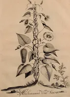 An illustration from Naauwkeurige beschryving der aardgewassen, waar in de veelerley aart en bijzondere eigenschappen der boomen, heesters, kruyden, bloemen, met haare vrugten, zaden, wortelen en bollen, neevens derzelver waare voort-teeling, gelukkige aanwinning, en heylzaame genees-krachten ... beschreeven worden; (1696)