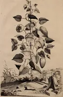 An illustration from Naauwkeurige beschryving der aardgewassen, waar in de veelerley aart en bijzondere eigenschappen der boomen, heesters, kruyden, bloemen, met haare vrugten, zaden, wortelen en bollen, neevens derzelver waare voort-teeling, gelukkige aanwinning, en heylzaame genees-krachten ... beschreeven worden; (1696)