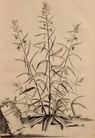 An illustration from Naauwkeurige beschryving der aardgewassen, waar in de veelerley aart en bijzondere eigenschappen der boomen, heesters, kruyden, bloemen, met haare vrugten, zaden, wortelen en bollen, neevens derzelver waare voort-teeling, gelukkige aanwinning, en heylzaame genees-krachten ... beschreeven worden; (1696)