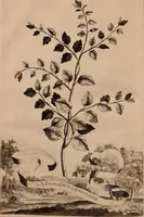 An illustration from Naauwkeurige beschryving der aardgewassen, waar in de veelerley aart en bijzondere eigenschappen der boomen, heesters, kruyden, bloemen, met haare vrugten, zaden, wortelen en bollen, neevens derzelver waare voort-teeling, gelukkige aanwinning, en heylzaame genees-krachten ... beschreeven worden; (1696)