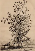 Picture 44 of 66 from Naauwkeurige beschryving der aardgewassen, waar in de veelerley aart en bijzondere eigenschappen der boomen, heesters, kruyden, bloemen, met haare vrugten, zaden, wortelen en bollen, neevens derzelver waare voort-teeling, gelukkige aanwinning, en heylzaame genees-krachten ... beschreeven worden; (1696), leaf 164