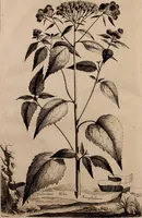 An illustration from Naauwkeurige beschryving der aardgewassen, waar in de veelerley aart en bijzondere eigenschappen der boomen, heesters, kruyden, bloemen, met haare vrugten, zaden, wortelen en bollen, neevens derzelver waare voort-teeling, gelukkige aanwinning, en heylzaame genees-krachten ... beschreeven worden; (1696)