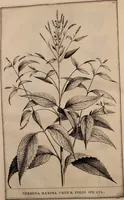 An illustration from Naauwkeurige beschryving der aardgewassen, waar in de veelerley aart en bijzondere eigenschappen der boomen, heesters, kruyden, bloemen, met haare vrugten, zaden, wortelen en bollen, neevens derzelver waare voort-teeling, gelukkige aanwinning, en heylzaame genees-krachten ... beschreeven worden; (1696)