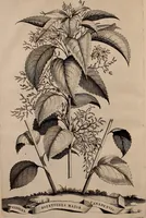 An illustration from Naauwkeurige beschryving der aardgewassen, waar in de veelerley aart en bijzondere eigenschappen der boomen, heesters, kruyden, bloemen, met haare vrugten, zaden, wortelen en bollen, neevens derzelver waare voort-teeling, gelukkige aanwinning, en heylzaame genees-krachten ... beschreeven worden; (1696)