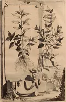 An illustration from Naauwkeurige beschryving der aardgewassen, waar in de veelerley aart en bijzondere eigenschappen der boomen, heesters, kruyden, bloemen, met haare vrugten, zaden, wortelen en bollen, neevens derzelver waare voort-teeling, gelukkige aanwinning, en heylzaame genees-krachten ... beschreeven worden; (1696)