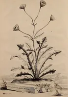 An illustration from Naauwkeurige beschryving der aardgewassen, waar in de veelerley aart en bijzondere eigenschappen der boomen, heesters, kruyden, bloemen, met haare vrugten, zaden, wortelen en bollen, neevens derzelver waare voort-teeling, gelukkige aanwinning, en heylzaame genees-krachten ... beschreeven worden; (1696)