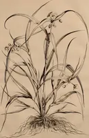 An illustration from Naauwkeurige beschryving der aardgewassen, waar in de veelerley aart en bijzondere eigenschappen der boomen, heesters, kruyden, bloemen, met haare vrugten, zaden, wortelen en bollen, neevens derzelver waare voort-teeling, gelukkige aanwinning, en heylzaame genees-krachten ... beschreeven worden; (1696)